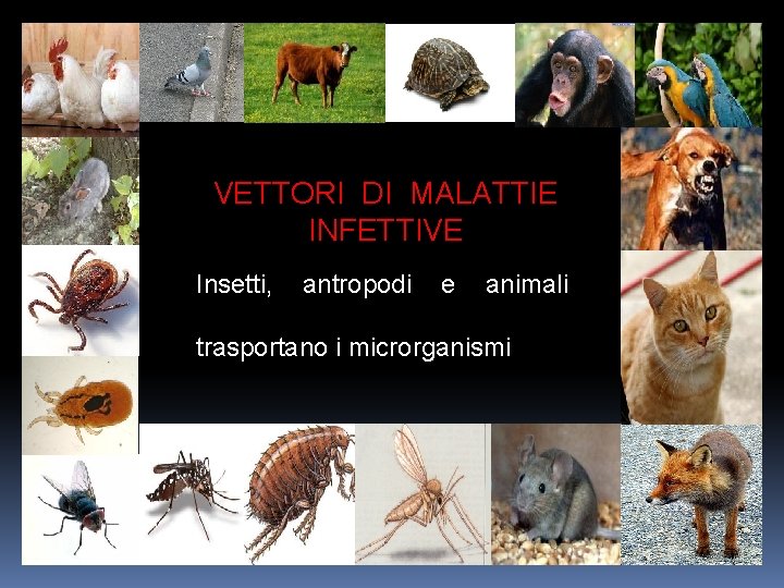 VETTORI DI MALATTIE INFETTIVE Insetti, antropodi e animali trasportano i microrganismi 