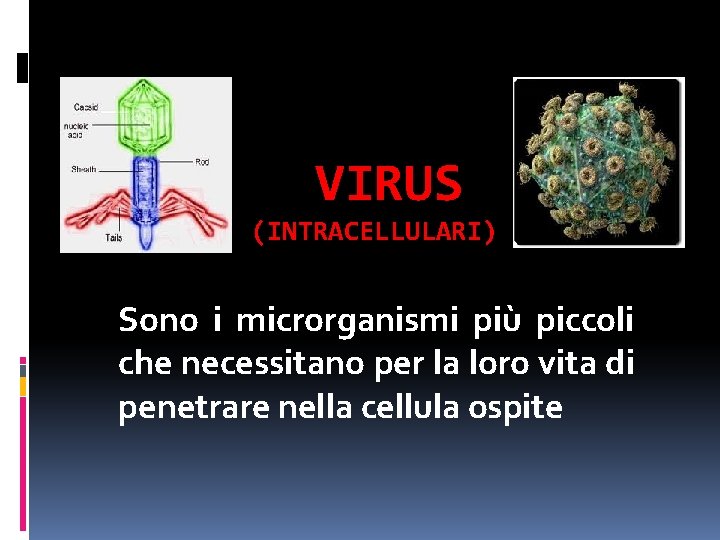 VIRUS (INTRACELLULARI) Sono i microrganismi più piccoli che necessitano per la loro vita di