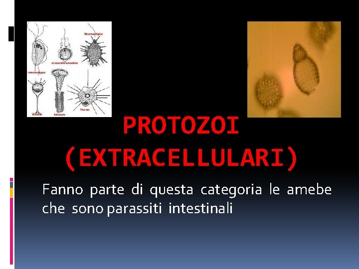 PROTOZOI (EXTRACELLULARI) Fanno parte di questa categoria le amebe che sono parassiti intestinali 