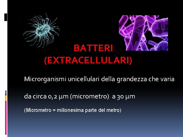 BATTERI (EXTRACELLULARI) Microrganismi unicellulari della grandezza che varia da circa 0, 2 µm (micrometro)