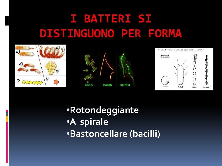 I BATTERI SI DISTINGUONO PER FORMA • Rotondeggiante • A spirale • Bastoncellare (bacilli)