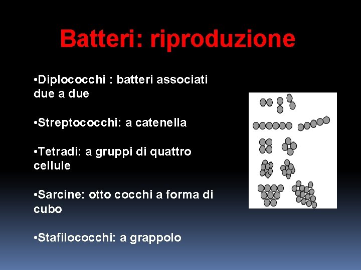 Batteri: riproduzione • Diplococchi : batteri associati due a due • Streptococchi: a catenella