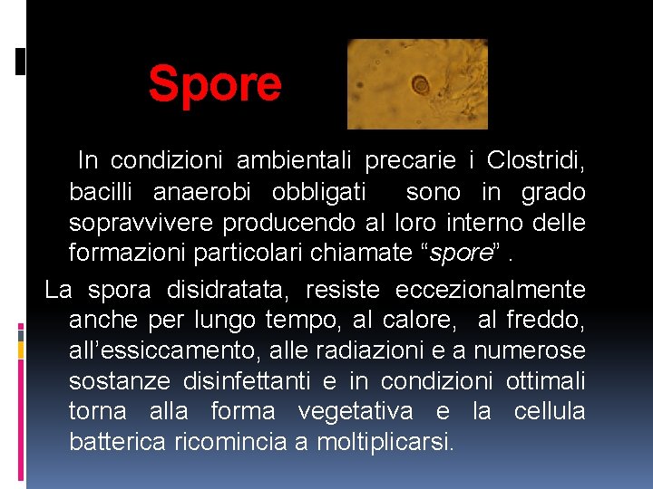 Spore In condizioni ambientali precarie i Clostridi, bacilli anaerobi obbligati sono in grado sopravvivere