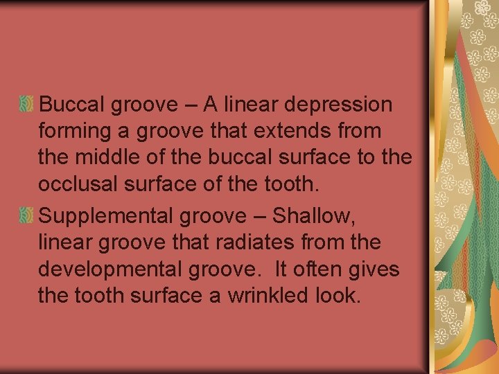 Anatomical Structures of the Teeth Lobes the separate