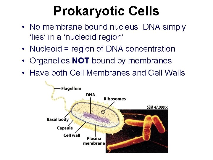 Prokaryotic Cells • No membrane bound nucleus. DNA simply ‘lies’ in a ‘nucleoid region’