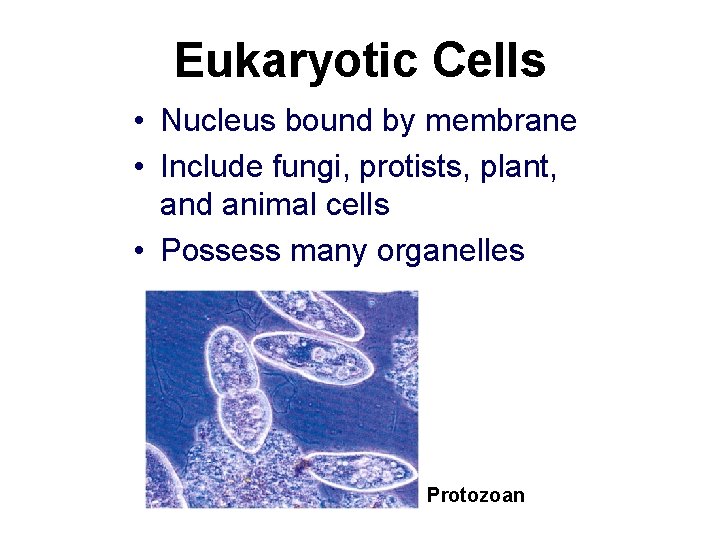 Eukaryotic Cells • Nucleus bound by membrane • Include fungi, protists, plant, and animal