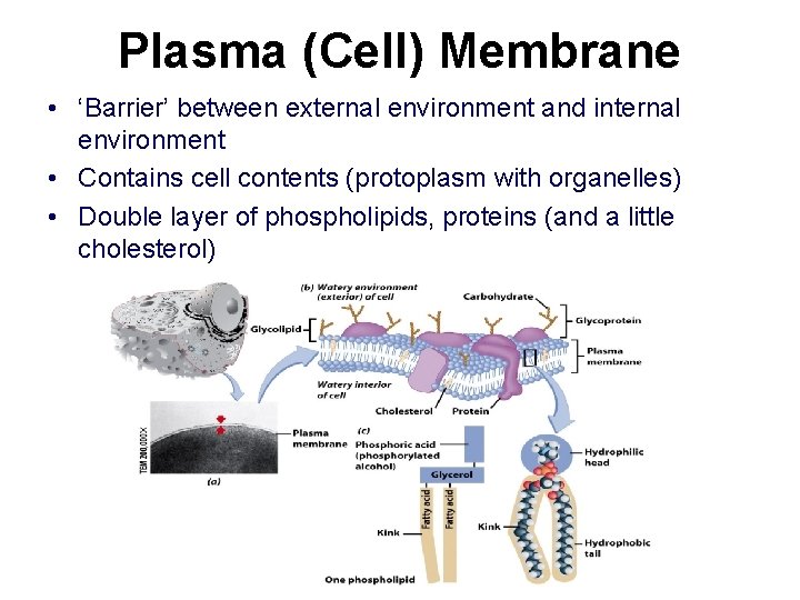 Plasma (Cell) Membrane • ‘Barrier’ between external environment and internal environment • Contains cell