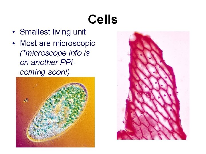 Cells • Smallest living unit • Most are microscopic (*microscope info is on another