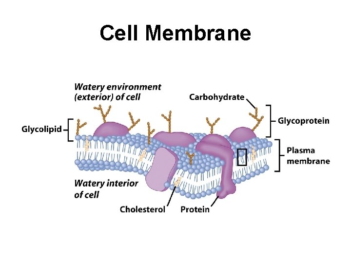 Cell Membrane 