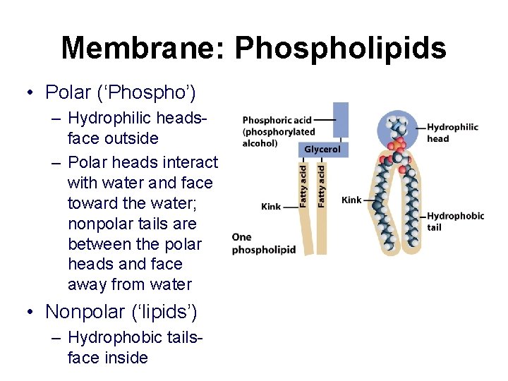 Membrane: Phospholipids • Polar (‘Phospho’) – Hydrophilic headsface outside – Polar heads interact with