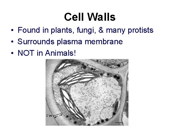 Cell Walls • Found in plants, fungi, & many protists • Surrounds plasma membrane