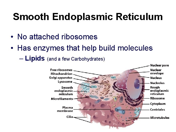 Smooth Endoplasmic Reticulum • No attached ribosomes • Has enzymes that help build molecules