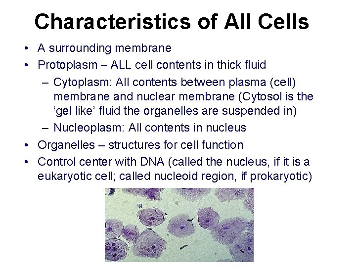 Characteristics of All Cells • A surrounding membrane • Protoplasm – ALL cell contents