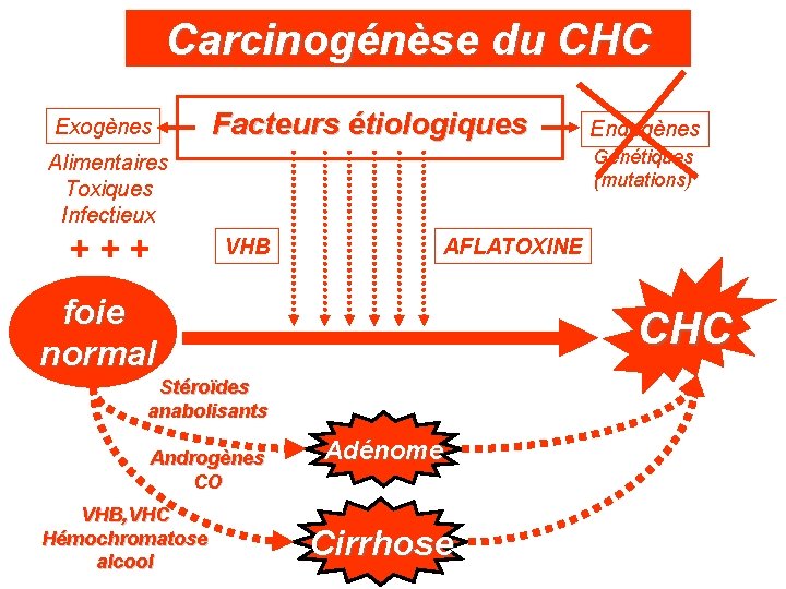 Carcinogénèse du CHC Exogènes Facteurs étiologiques Génétiques (mutations) Alimentaires Toxiques Infectieux +++ VHB AFLATOXINE