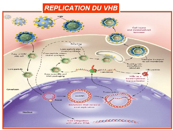 REPLICATION DU VHB 