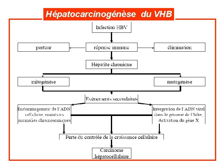 Hépatocarcinogénèse du VHB 