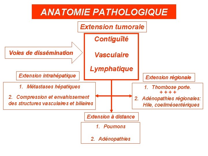 ANATOMIE PATHOLOGIQUE Extension tumorale Contiguïté Voies de dissémination Extension intrahépatique Vasculaire Lymphatique Extension régionale