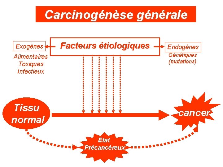 Carcinogénèse générale Exogènes Facteurs étiologiques Endogènes Génétiques (mutations) Alimentaires Toxiques Infectieux Tissu normal cancer