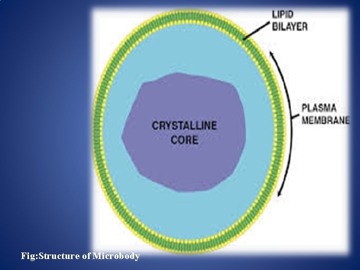 Fig: Structure of Microbody 
