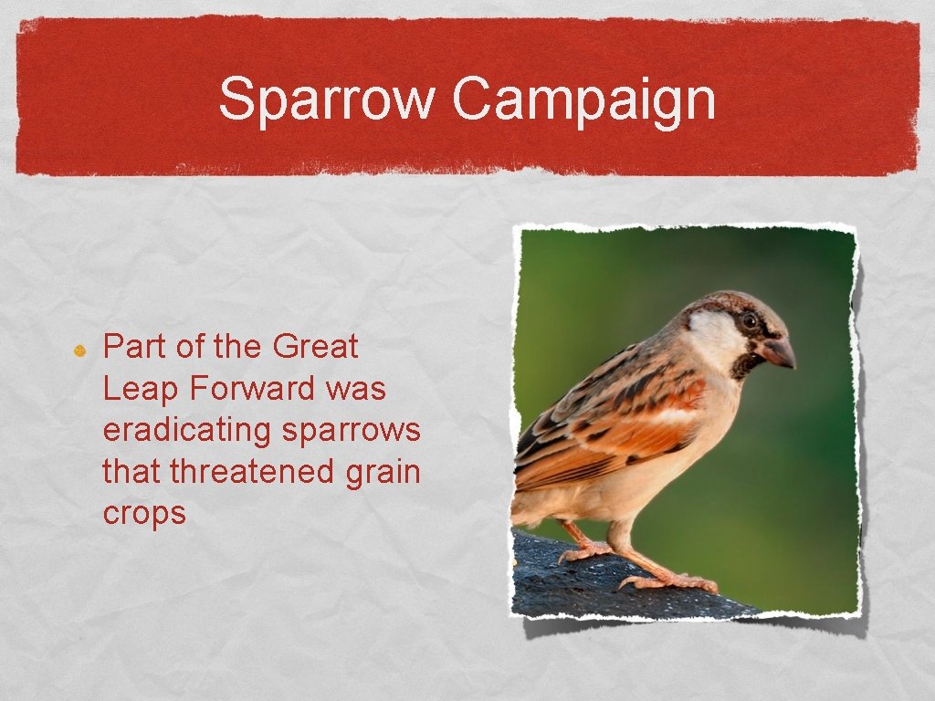 Sparrow Campaign Part of the Great Leap Forward was eradicating sparrows that threatened grain