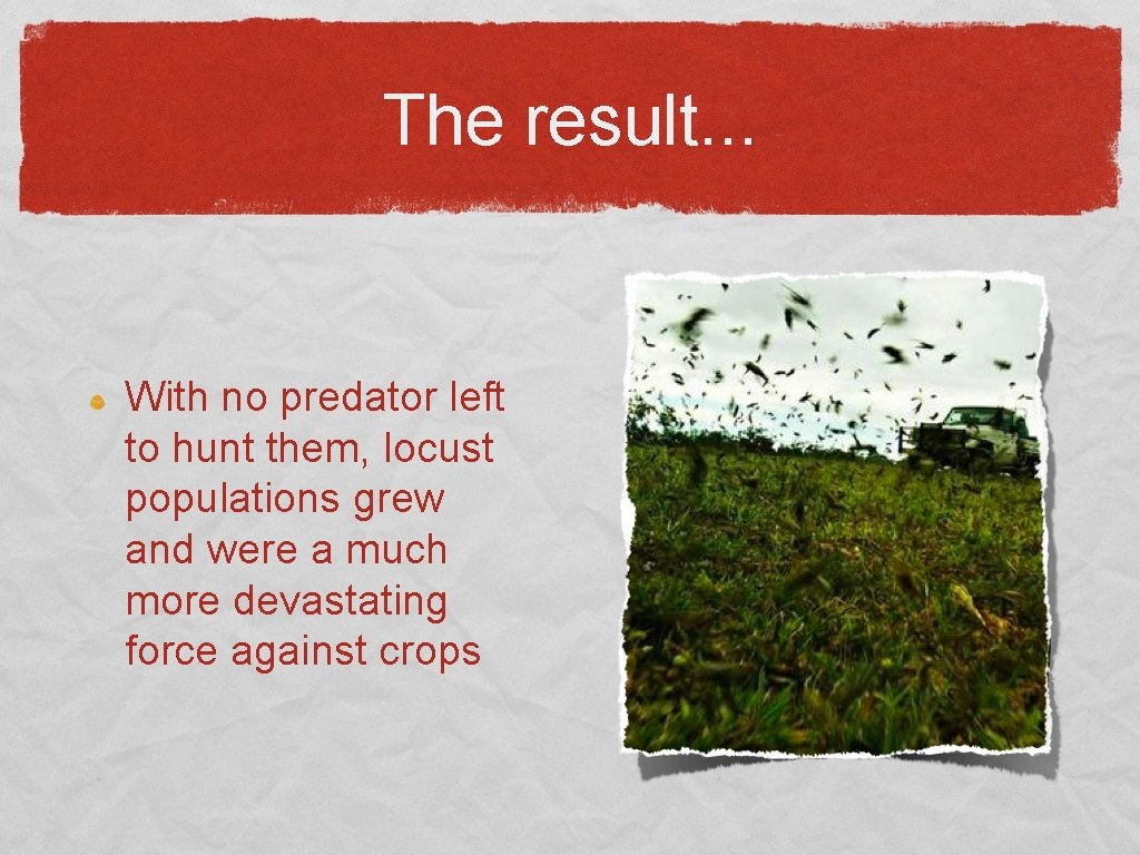 The result. . . With no predator left to hunt them, locust populations grew