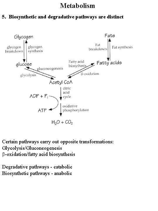 Metabolism 5. Biosynthetic and degradative pathways are distinct Certain pathways carry out opposite transformations: