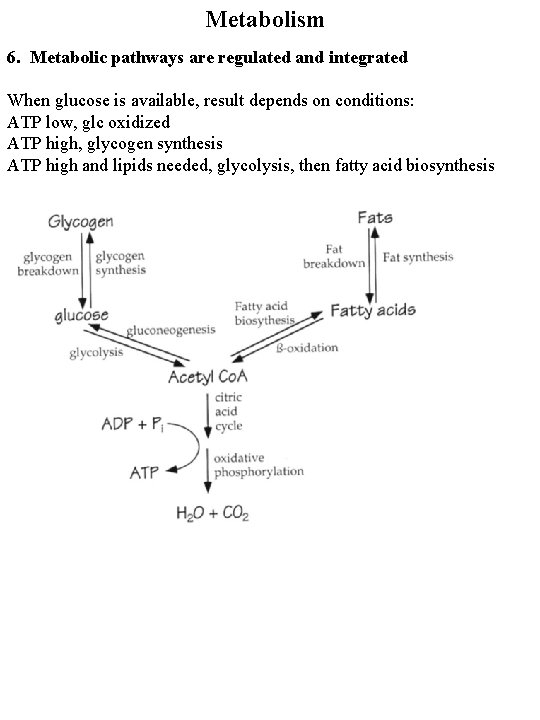 Metabolism 6. Metabolic pathways are regulated and integrated When glucose is available, result depends