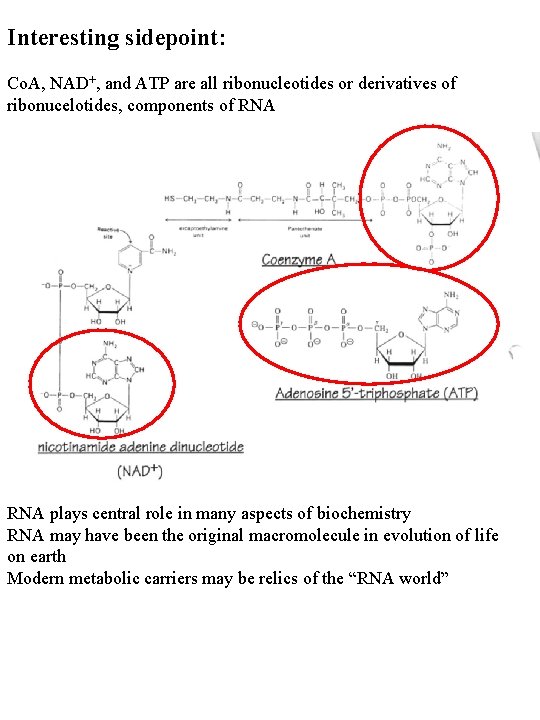 Interesting sidepoint: Co. A, NAD+, and ATP are all ribonucleotides or derivatives of ribonucelotides,