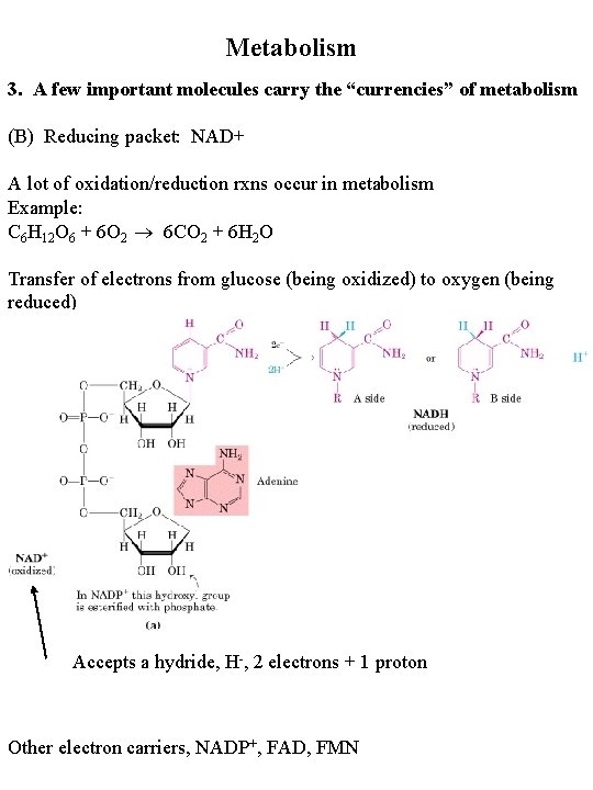 Metabolism 3. A few important molecules carry the “currencies” of metabolism (B) Reducing packet: