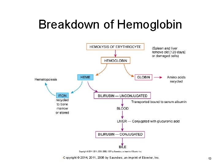 Breakdown of Hemoglobin • Copyright © 2014, 2011, 2006 by Saunders, an imprint of