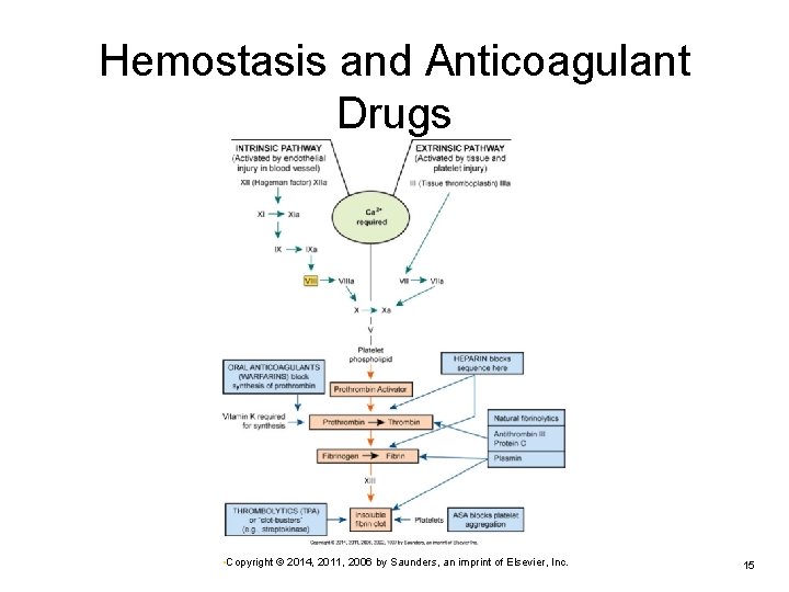 Hemostasis and Anticoagulant Drugs • Copyright © 2014, 2011, 2006 by Saunders, an imprint