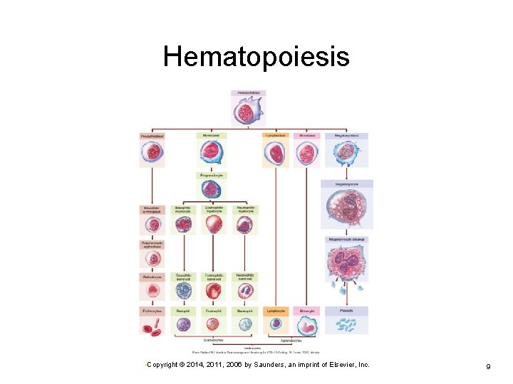 Hematopoiesis • Copyright © 2014, 2011, 2006 by Saunders, an imprint of Elsevier, Inc.