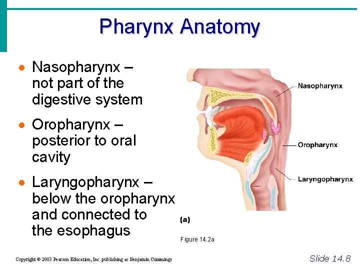 Pharynx Anatomy · Nasopharynx – not part of the digestive system · Oropharynx –
