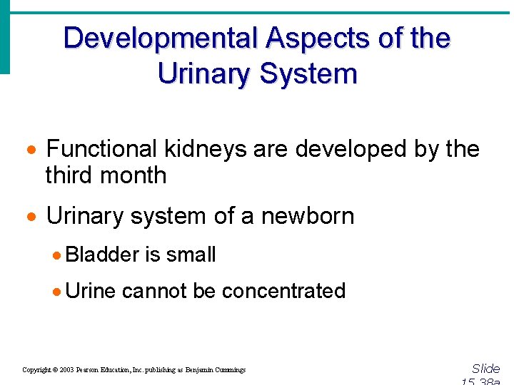 Developmental Aspects of the Urinary System · Functional kidneys are developed by the third