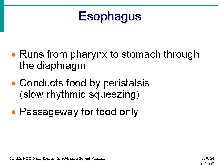 Esophagus · Runs from pharynx to stomach through the diaphragm · Conducts food by