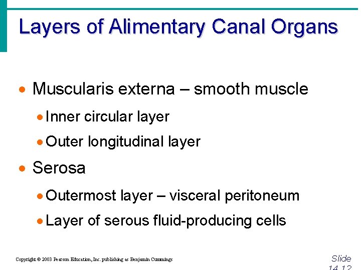 Layers of Alimentary Canal Organs · Muscularis externa – smooth muscle · Inner circular