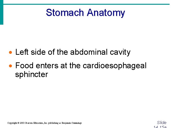 Stomach Anatomy · Left side of the abdominal cavity · Food enters at the