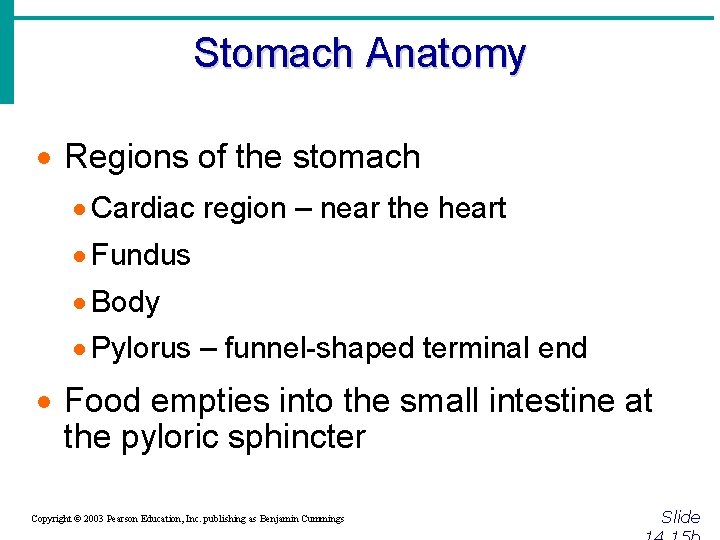 Stomach Anatomy · Regions of the stomach · Cardiac region – near the heart