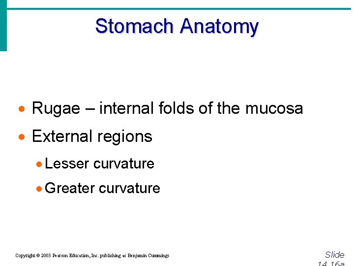 Stomach Anatomy · Rugae – internal folds of the mucosa · External regions ·