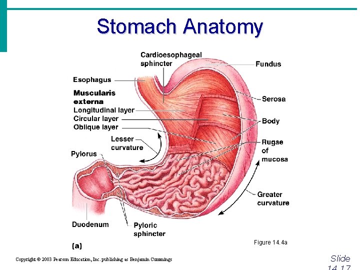 Stomach Anatomy Figure 14. 4 a Copyright © 2003 Pearson Education, Inc. publishing as