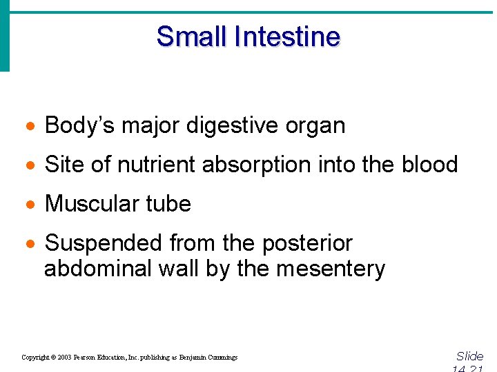 Small Intestine · Body’s major digestive organ · Site of nutrient absorption into the