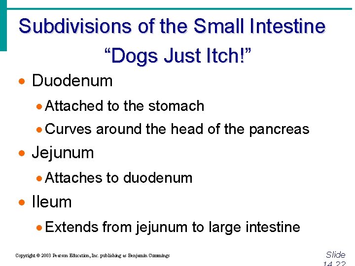 Subdivisions of the Small Intestine “Dogs Just Itch!” · Duodenum · Attached to the