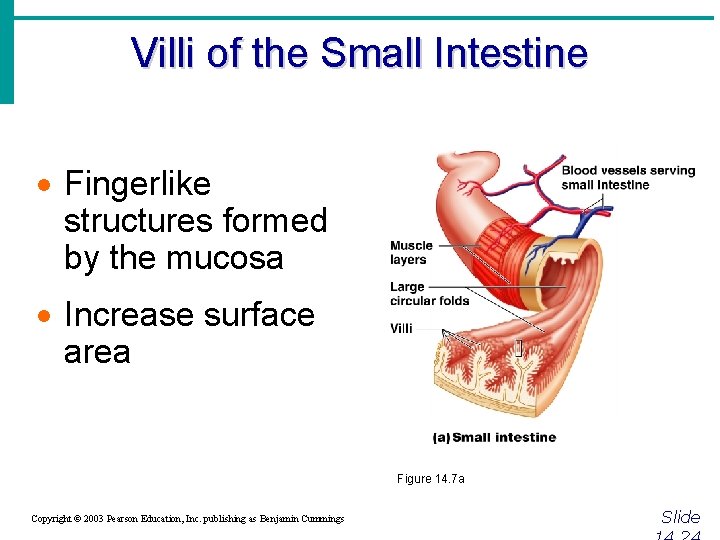 Villi of the Small Intestine · Fingerlike structures formed by the mucosa · Increase