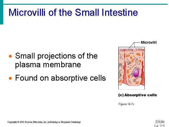 Microvilli of the Small Intestine · Small projections of the plasma membrane · Found