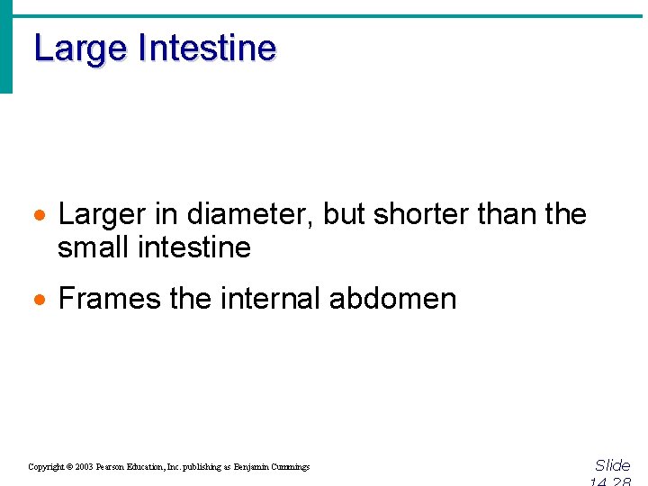 Large Intestine · Larger in diameter, but shorter than the small intestine · Frames
