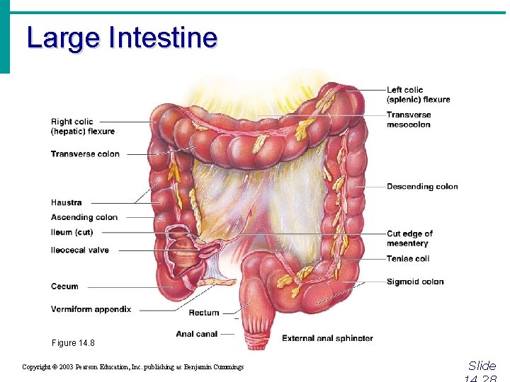 Large Intestine Figure 14. 8 Copyright © 2003 Pearson Education, Inc. publishing as Benjamin