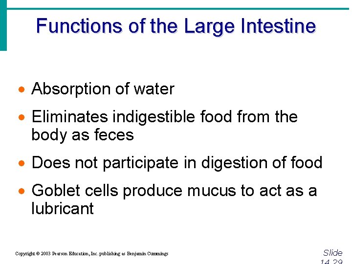 Functions of the Large Intestine · Absorption of water · Eliminates indigestible food from