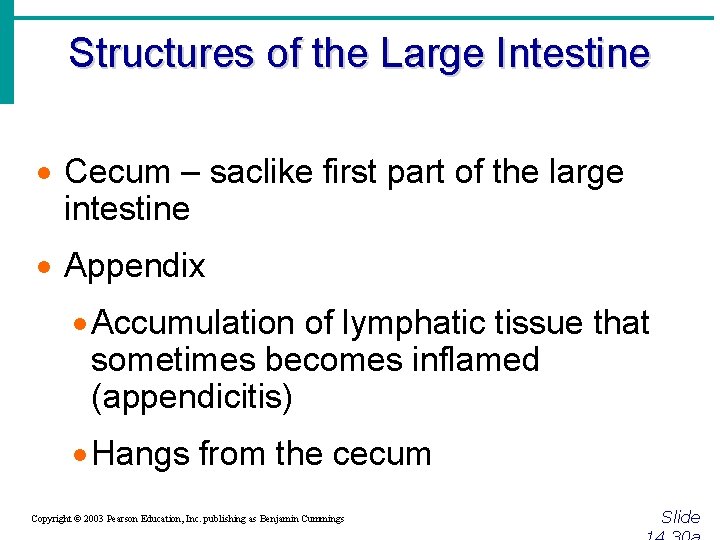 Structures of the Large Intestine · Cecum – saclike first part of the large