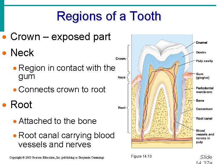 Regions of a Tooth · Crown – exposed part · Neck · Region in