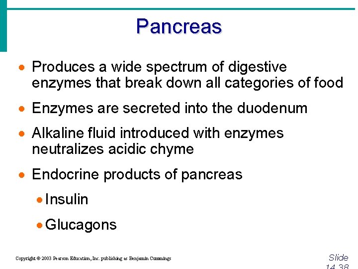 Pancreas · Produces a wide spectrum of digestive enzymes that break down all categories
